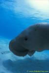 Dugong 45 open mouth