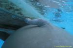 Dugong 52 penis view