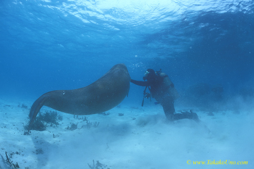 Dugong 68 & diver