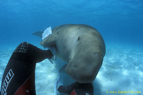 Hug me...Dugong 76 & myself