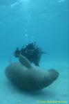 大きなワンコみたい。。。Dugong 82 & diver