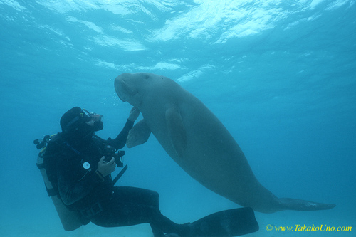 Dugong 85b & diver