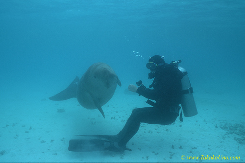 Dugong 93 & diver