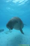 Dugong 112