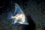 Longfin boarfish 02