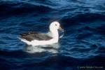 Albatross 01 holding feather; Black-browed Albatross Nominate race melanophrys juvenile