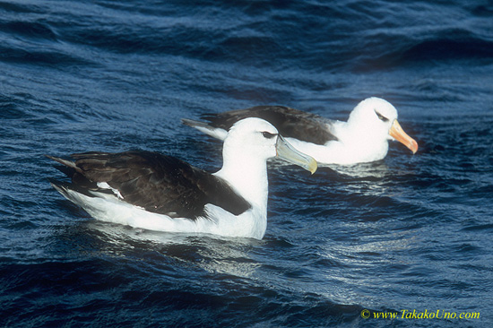 Albatross 02 two species; Bird at back Black-browed Albatross impavida note the pale iris Adult (sometimes called Campbell Albat