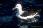 Albatross 03; Black-browed Albatross Nominate race melanophrys juvenile