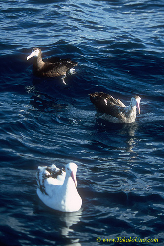 Albatross 06 adult (white), subadult (white-brown) & juvenile (brown at back) in 3 different stages; All Wandering Albatross