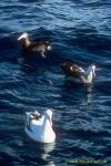 Albatross 06 adult (white), subadult (white-brown) & juvenile (brown at back) in 3 different stages; All Wandering Albatross