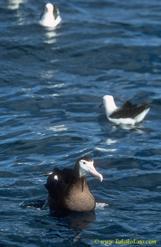 Albatross 04 juvenile & other species; 1st year Wandering Albatross plus two Black-browed