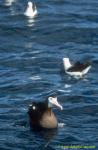 Albatross 04 juvenile & other species; 1st year Wandering Albatross plus two Black-browed