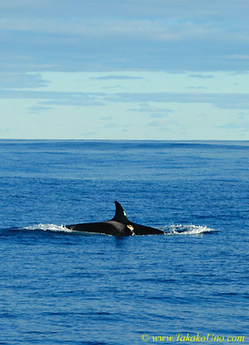 Orca Trip 05 010