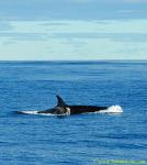 Orca Trip 05 009 Killer Whale
