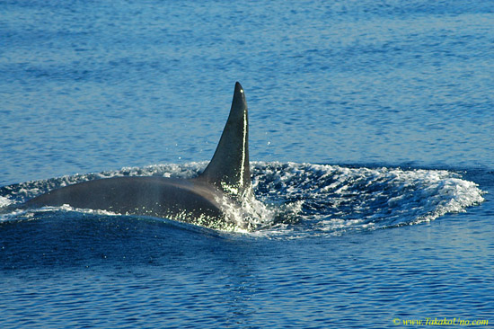 Orca Trip 05 021