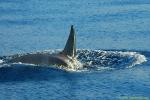 Orca Trip 05 021