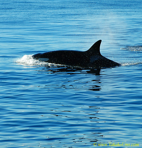 Orca Trip 05 016