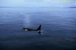 Orcas 01
