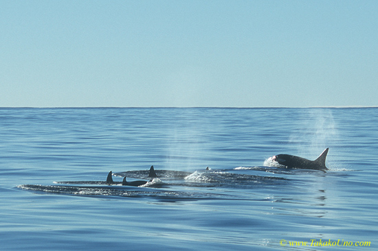 Orcas, Killer Whale 03 pod