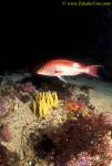 Red Pigfish or Pakurakura 01 transitional male