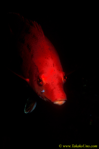 Red Pigfish or Pakurakura 02 male