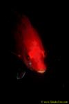 Red Pigfish or Pakurakura 02 male