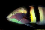 Sandager's Wrasse 02 male