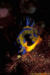 Tambja verconis Nudibranch 02 laying eggs