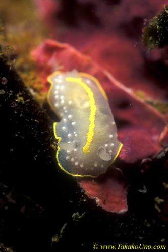 Yellow Striped Nudibranch 01b