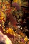 Spectacled Triplefin 01