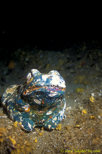 Froggy Ornament in cave 01