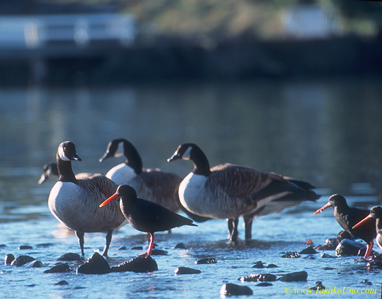 Swans 03b & Oyster Catchers