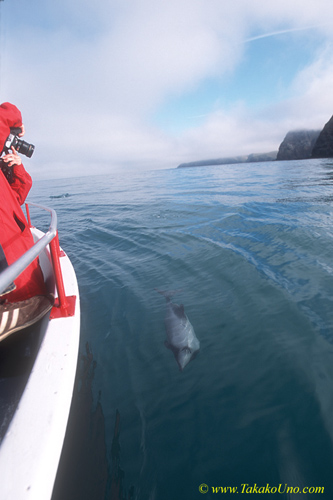 Hector’s Dolphins 20 & people