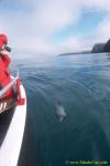 Hector’s Dolphins 20 & people