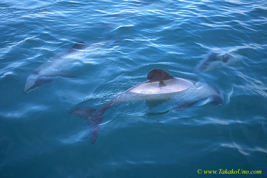 Hector’s Dolphins 02b smallest dolphin in the world, adult 1.4m; endemic, endangered, 4000 population only