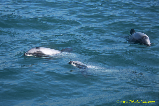 Hector’s Dolphins 03b
