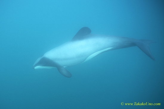 Hector’s Dolphins 04