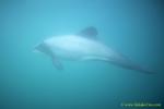 Hector Dolphins 12