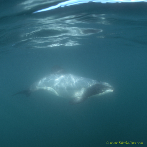 Hector’s Dolphins 08a often referred as 'Mickey Mouse Dolphin' due to its dorsal fin similar to Mickey's ears.