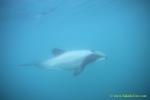 Hector’s Dolphins 10