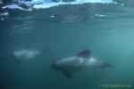 Hector Dolphins 13