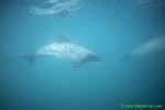 Hector Dolphins 11
