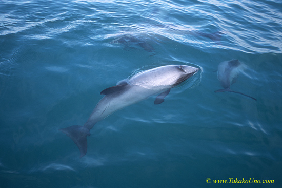 Hector Dolphins 15