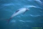 Hector Dolphins 16