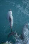 Hector Dolphins 17b bow riding