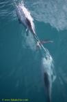 Hector Dolphins 18