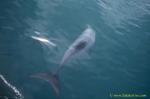 Hector Dolphins 19