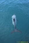 Hector Dolphins 21a