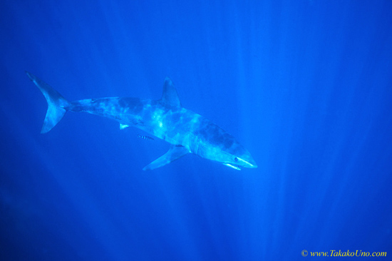Mako Shark 05, like Great White, Mako is warm blooded, 7-10 degrees Celsius above its ambient water temperature.