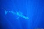 Mako Shark 05, like Great White, Mako is warm blooded, 7-10 degrees Celsius above its ambient water temperature.